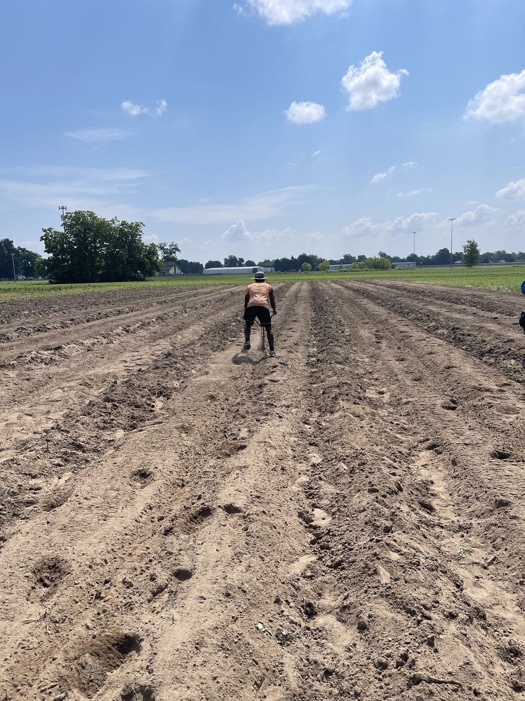 Field rows stretching across the 2+ acre community farm