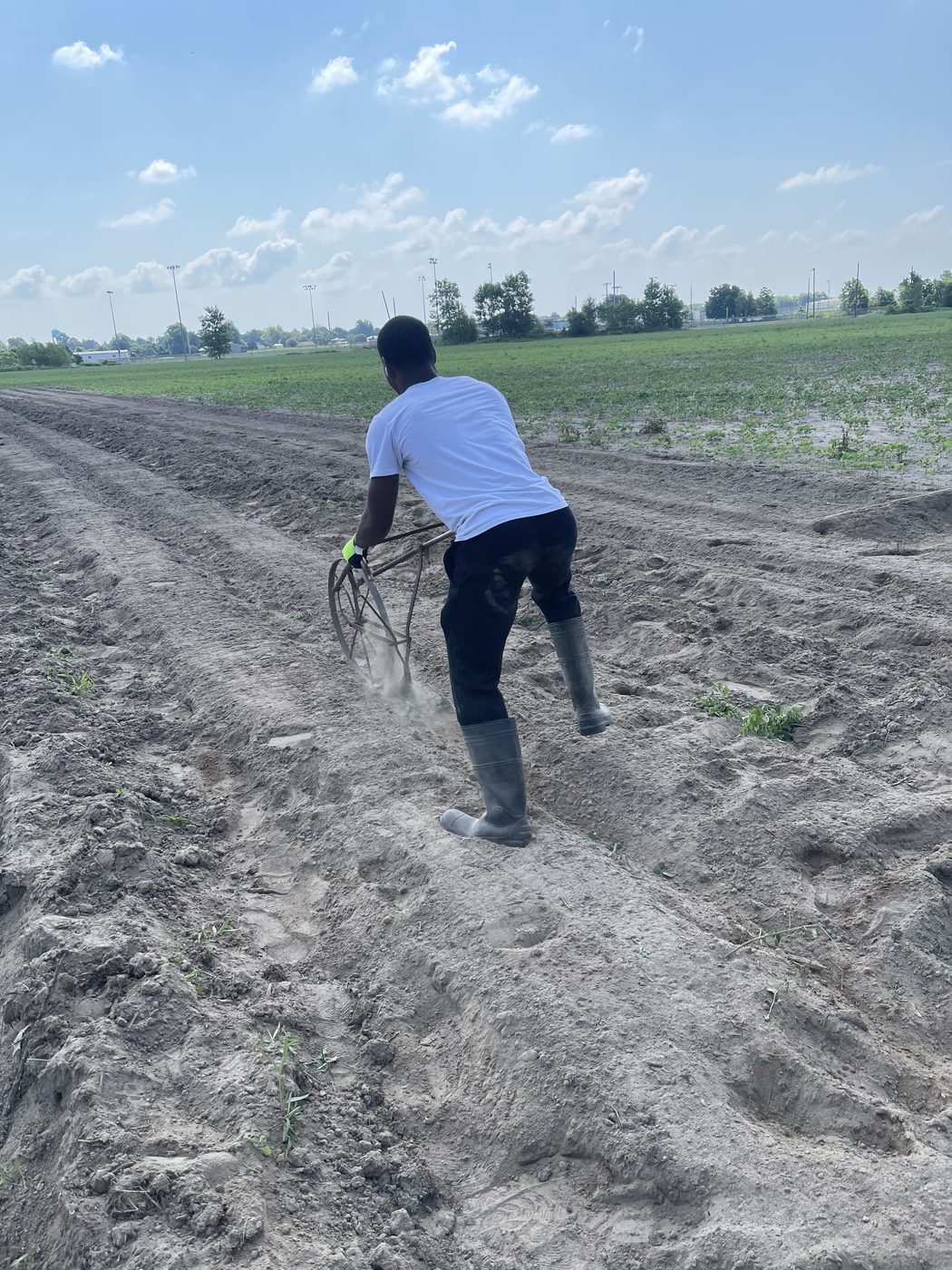 Young farm worker pushing a wheel cultivator through dirt rows