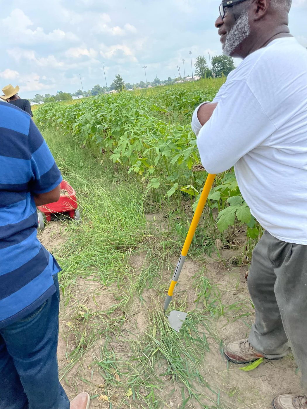 Okra crops growing tall in the community farm