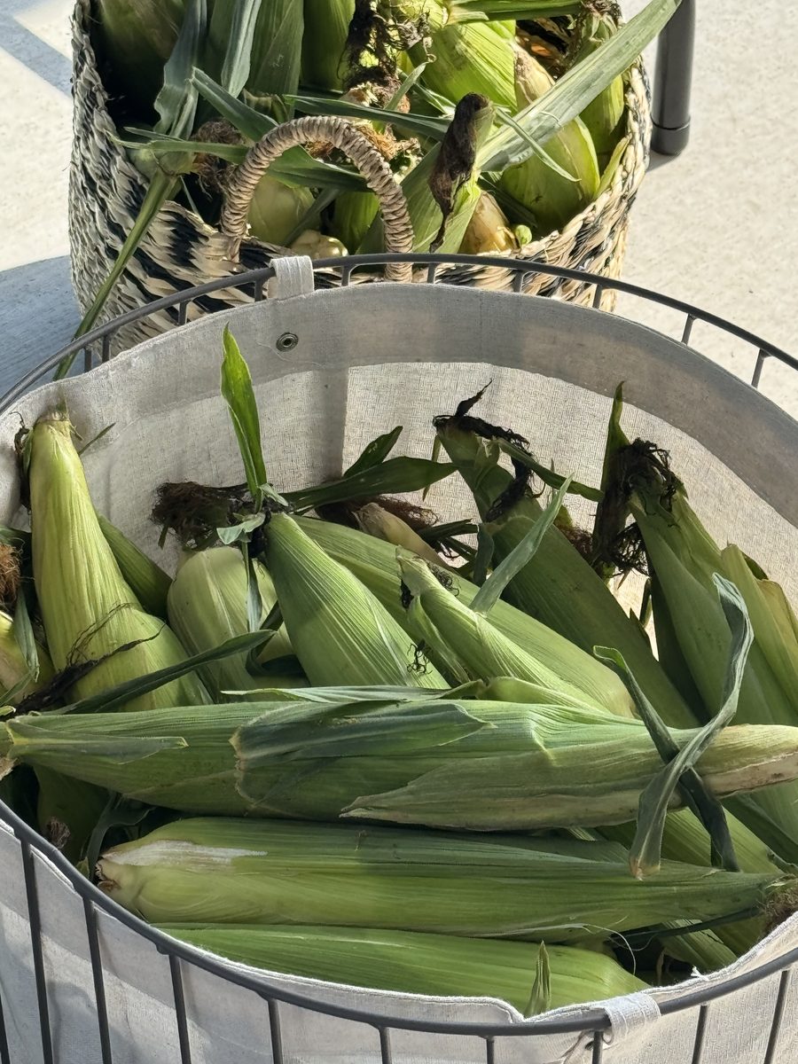 Fresh corn ready for market