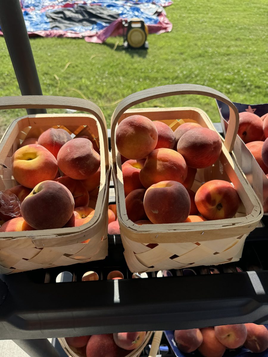 Baskets of fresh peaches at STAN's Market